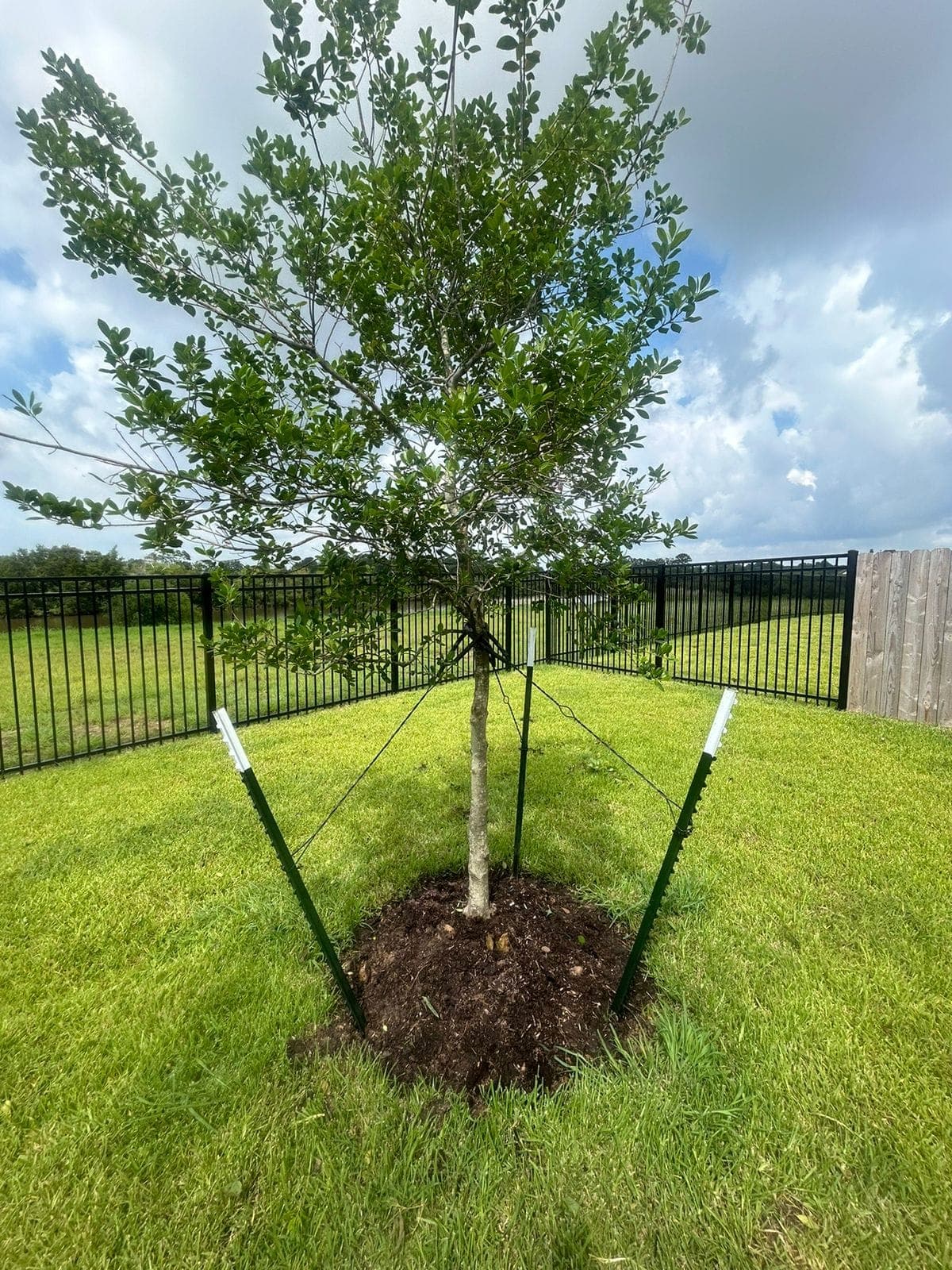 Native Plant Installation in Galveston